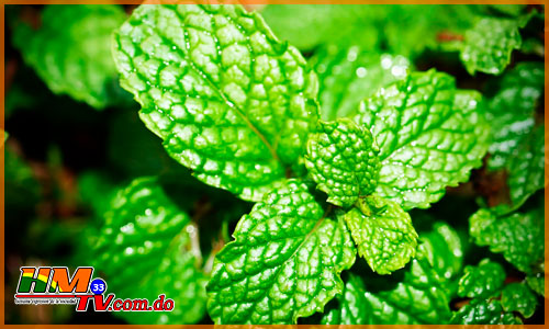 Cuál es la planta medicinal que ayuda con los resfríos y alivia la indigestión