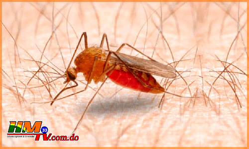 Día Mundial de la Malaria: se avanza hacia la erradicación, pero los desafíos persisten