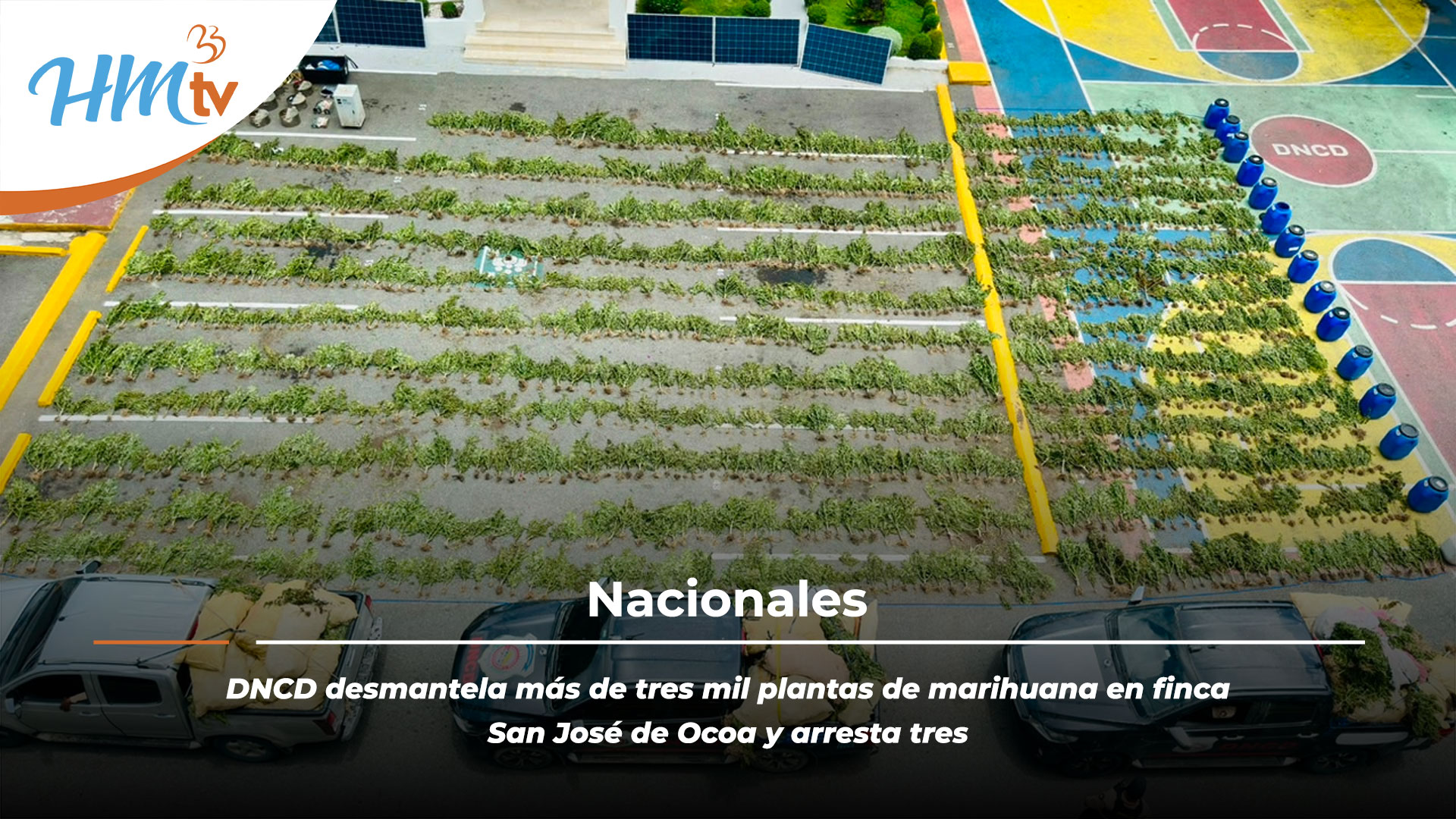 DNCD desmantela más de tres mil plantas de marihuana en finca San José de Ocoa y arresta tres