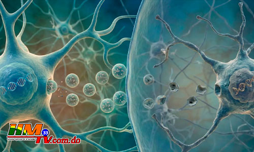 Por qué los riesgos de padecer enfermedades cerebrales pueden diferir en hombres y mujeres